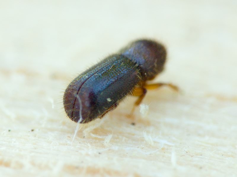 Taphrorychus bicolor (Herbst, 1793)